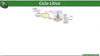 Ciclo Lítico
 