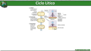 Ciclo Lítico
 