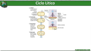 Ciclo Lítico
 