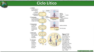 Ciclo Lítico
 