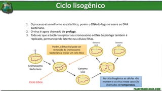 1. O processo é semelhante ao ciclo lítico, porém o DNA do fago se insere ao DNA
bacteriano.
2. O vírus é agora chamado de profago.
3. Toda vez que a bactéria replicar seu cromossomo o DNA do profago também é
replicado, permanecendo latente nas células filhas.
Cromossomo
bacteriano Genoma
viral
Porém, o DNA viral pode ser
removido do cromossomo
bacteriano e iniciar um ciclo lítico
Genoma
viral
Genoma
viral
Ciclo Lítico
No ciclo lisogênico as células não
morrem e os vírus neste caso são
chamados de temperados.
Ciclo lisogênico
 