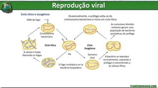 Ciclo Lítico e Lisogênico
DNA do fago
Cromossomo
bacteriano
Ciclo lítico Ciclo
lisogênico
O fago multiplica-se na
bactéria hospedeira
Ocasionalmente, o prófago solta-se do
cromossomo bacteriano e inicia um ciclo lítico
A célula é lisada
liberando os fagos A bactéria se reproduz
normalmente, copiando o
prófago e transmitindo-o
às células-filhas
Ou
As sucessivas divisões
celulares geram uma
população de bactérias
portadoras do prófago
Genoma
viral
Reprodução viral
 