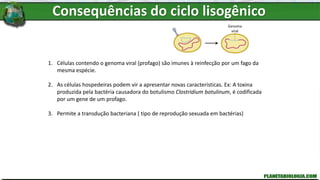1. Células contendo o genoma viral (profago) são imunes à reinfecção por um fago da
mesma espécie.
2. As células hospedeiras podem vir a apresentar novas características. Ex: A toxina
produzida pela bactéria causadora do botulismo Clostridium botulinum, é codificada
por um gene de um profago.
3. Permite a transdução bacteriana ( tipo de reprodução sexuada em bactérias)
Genoma
viral
Consequências do ciclo lisogênico
 