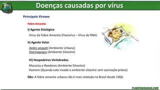 Principais Viroses
Febre Amarela
I) Agente Etiológico
Vírus da Febre Amarela (Flavivírus – Vírus de RNA)
II) Agente Vetor
Aedes aegypti (Ambiente Urbano)
Haemagogos (Ambiente Silvestre)
III) Hospedeiros Vertebrados
Macacos e Roedores (Ambiente Silvestre)
Homem (Quando este invade o ambiente silvestre sem vacinação prévia)
Obs: A febre amarela urbana não é mais relatada no Brasil desde 1960.
Doenças causadas por vírus
 
