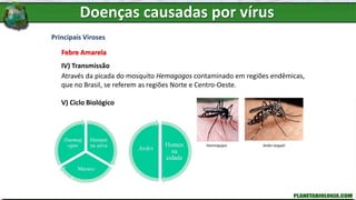 Principais Viroses
Febre Amarela
IV) Transmissão
Através da picada do mosquito Hemagogos contaminado em regiões endêmicas,
que no Brasil, se referem as regiões Norte e Centro-Oeste.
V) Ciclo Biológico
Haemagogos Aedes aegypti
Doenças causadas por vírus
 