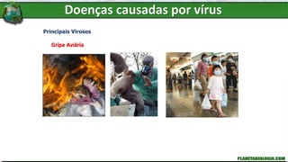 Doenças causadas por vírus
Principais Viroses
Gripe Aviária
 