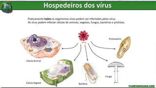 Praticamente todos os organismos vivos podem ser infectados pelos vírus.
Os vírus podem infectar células de animais, vegetais, fungos, bactérias e protistas.
Célula Animal
Célula Vegetal Bactéria
Fungo
Protozoário
Vírus
Hospedeiros dos vírus
 