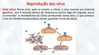 Reprodução dos vírus
• Ciclo Lítico: Nesse ciclo, após se acoplar a célula, o vírus inocula seu material
genético , que é lançado dentro do citoplasma celular, logo em seguida, passa
a comandar o metabolismo da célula produzindo novos vírus, o que provoca
a lise da membrana plasmática celular, gerando morte da célula.
 