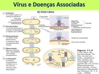 Vírus e Doenças Associadas
6) Ciclo Lítico
 