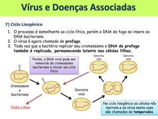 Vírus e Doenças Associadas
7) Ciclo Lisogênico
1. O processo é semelhante ao ciclo lítico, porém o DNA do fago se insere ao
DNA bacteriano.
2. O vírus é agora chamado de profago.
3. Toda vez que a bactéria replicar seu cromossomo o DNA do profago
também é replicado, permanecendo latente nas células filhas.
Cromossom
o
bacteriano
Genoma
viral
Porém, o DNA viral pode ser
removido do cromossomo
bacteriano e iniciar um ciclo
lítico
Genoma
viral
Genoma
viral
Ciclo Lítico
No ciclo lisogênico as células não
morrem e os vírus neste caso
são chamados de temperados.
 