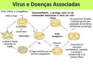 DNA do fago
Cromossom
o
bacteriano
Ciclo lítico
Ciclo
lisogênico
O fago multiplica-se na
bactéria hospedeira
Ocasionalmente, o profago solta-se do
cromossomo bacteriano e inicia um ciclo
lítico
A célula é lisada
liberando os
fagos
A bactéria se
reproduz
normalmente, copiando
o profago e
transmitindo-o às
células-filhas
Ou
As sucessivas divisões
celulares geram uma
população de bactérias
portadoras do profago
Genoma
viral
Vírus e Doenças Associadas
Ciclo Lítico e Lisogênico
 