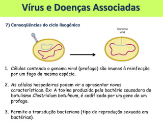 Vírus e Doenças Associadas
7) Conseqüências do ciclo lisogênico
1. Células contendo o genoma viral (profago) são imunes à reinfecção
por um fago da mesma espécie.
2. As células hospedeiras podem vir a apresentar novas
características. Ex: A toxina produzida pela bactéria causadora do
botulismo Clostridium botulinum, é codificada por um gene de um
profago.
3. Permite a transdução bacteriana (tipo de reprodução sexuada em
bactérias).
Genoma
viral
 