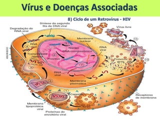 Vírus e Doenças Associadas
8) Ciclo de um Retrovírus - HIV
 