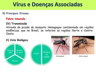 9) Principais Viroses
Febre Amarela
IV) Transmissão
Através da picada do mosquito Hemagogos contaminado em regiões
endêmicas, que no Brasil, se referem as regiões Norte e Centro-
Oeste.
V) Ciclo Biológico
Haemagogos Aedes aegypti
Vírus e Doenças Associadas
 