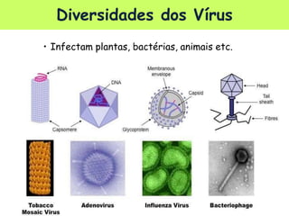 ©
• Infectam plantas, bactérias, animais etc.
Prof.Kyoshi
Diversidades dos Vírus
 