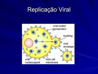 Replicação Viral
Replicação Viral
 