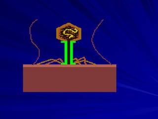 Vírus (Bacteriófago) injetando o seu DNA na célula
 