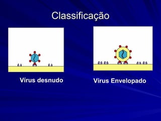 Vírus desnudo Vírus Envelopado
Classificação
Classificação
 