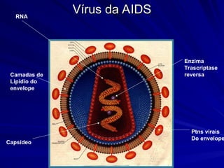 Vírus da AIDS
Vírus da AIDS
Ptns virais
Do envelope
Enzima
Trascriptase
reversa
Camadas de
Lipídio do
envelope
Capsídeo
RNA
 