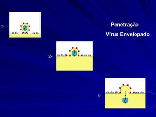 Penetração
Vírus Envelopado
1-
2-
3-
 