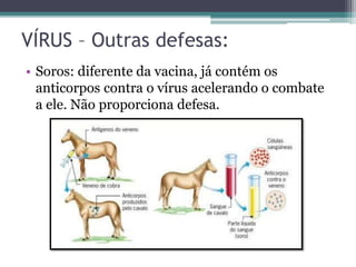 VÍRUS – Outras defesas:
• Soros: diferente da vacina, já contém os
anticorpos contra o vírus acelerando o combate
a ele. Não proporciona defesa.
 