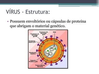VÍRUS - Estrutura:
• Possuem envoltórios ou cápsulas de proteína
que abrigam o material genético.
 
