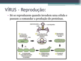 VÍRUS - Reprodução:
• Só se reproduzem quando invadem uma célula e
passam a comandar a produção de proteínas.
 