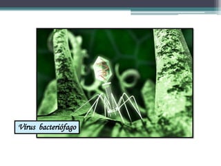 Vírus bacteriófago
 