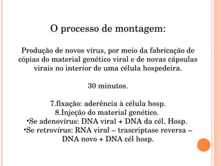 O processo de montagem: Produção de novos vírus, por meio da fabricação de cópias do material genético viral e de novas cápsulas virais no interior de uma célula hospedeira. 30 minutos. fixação: aderência à célula hosp. Injeção do material genético.  Se adenovírus: DNA viral + DNA da cél. Hosp.  Se retrovírus: RNA viral – trascriptase reversa – DNA novo + DNA cél hosp. 