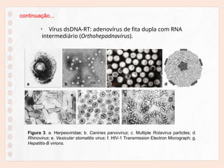 • Vírus dsDNA-RT: adenovírus de fita dupla com RNA
intermediário (Orthohepadnavirus).
continuação...
Figura 3. a. Herpesviridae; b. Canines parvovirus; c. Multiple Rotavirus particles; d.
Rhinovirus; e. Vesicular stomatitis virus; f. HIV-1 Transmission Electron Micrograph; g.
Hepatitis-B virions.
a b c d
e f g
 