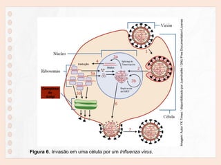 Figura 6. Invasão em uma célula por um Influenza virus.
Complexo
de
Golgi
tradução
RNAm
Imagem:
Autor
YK
Times
/
disponibilizado
por
Juancharlie
/
GNU
Free
Documentation
License
 