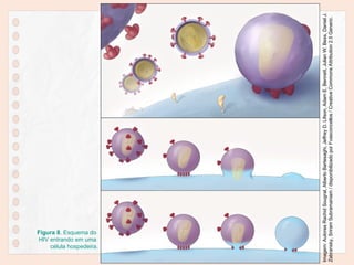 Figura 8. Esquema do
HIV entrando em uma
célula hospedeira.
Imagem:
Autores
Rachid
Sougrat,
Alberto
Bartesaghi,
Jeffrey
D.
Lifson,
Adam
E.
Bennett,
Julian
W.
Bess,
Daniel
J.
Zabransky,
Sriram
Subramaniam
/
disponibilizado
por
Fvasconcellos
/
Creative
Commons
Attribution
2.5
Generic.
 