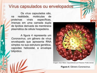 Vírus capsulados ou envelopados
Os vírus capsulados são,
na realidade, moléculas de
proteínas virais específicas,
imersas em uma camada dupla
de lipídios derivada da membrana
plasmática da célula hospedeira.
A figura 4 representa um
Coronavirus, um gênero de vírus
envelopado que apresenta RNA
simples na sua estrutura genética,
capsídeo helicoidal, e envelope
bilipídico.
Figura 4. Gênero Coronavirus.
Imagem: Autor Nilses / disponibilizado por Prskavka / Public domain
 