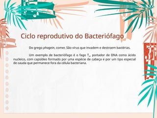 Ciclo reprodutivo do Bacteriófago
Do grego phagein, comer. São vírus que invadem e destroem bactérias.
Um exemplo de bacteriófago é o fago T4, portador de DNA como ácido
nucleico, com capsídeo formado por uma espécie de cabeça e por um tipo especial
de cauda que permanece fora da célula bacteriana.
 