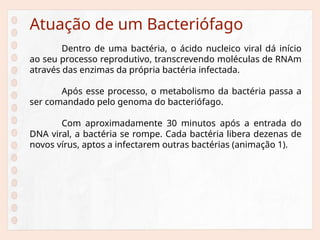 Atuação de um Bacteriófago
Dentro de uma bactéria, o ácido nucleico viral dá início
ao seu processo reprodutivo, transcrevendo moléculas de RNAm
através das enzimas da própria bactéria infectada.
Após esse processo, o metabolismo da bactéria passa a
ser comandado pelo genoma do bacteriófago.
Com aproximadamente 30 minutos após a entrada do
DNA viral, a bactéria se rompe. Cada bactéria libera dezenas de
novos vírus, aptos a infectarem outras bactérias (animação 1).
 