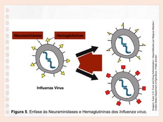 Figura 5. Ênfase às Neuraminidases e Hemaglutininas dos Influenza vírus.
Imagem:
Autor
U.S.
Food
and
Drug
Administration
/
disponibilizado
por
Magnus
Manske
/
United
States
Department
of
Agriculture
/
Public
domain.
Neuraminidases Hemaglutininas
 