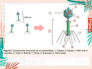 Imagem: Autor Y_tambe / disponibilizado por Pngbot / GNU Free Documentation License
Figura 2. Componentes estruturais de um bacteriófago: 1. Cabeça; 2. Cauda; 3. DNA viral; 4.
Capsídeo; 5. Colar; 6. Bainha; 7. Fibras; 8. Espículas; 9. Placa basal
 
