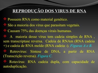 REPRODUÇÃO DOS VIRUS DE RNA
 Possuem RNA como material genético.
 São a maioria dos vírus que parasitam vegetais.
 Causam 75% das doenças virais humanas.
 A maioria desse vírus tem cadeia simples de RNA ,
sem transcriptase reversa. Cadeia de RNAm (RNA cadeia
+) e cadeia de RNA molde (RNA cadeia -). Figuras A e B.
 Retrovírus: Síntese de DNA, a partir de RNA
(Transcrição reversa). Figura C.
 Rotavírus: RNA cadeia dupla, com capacidade de
autoduplicação.
 