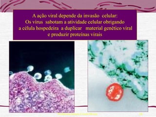 A ação viral depende da invasão celular:
   Os vírus sabotam a atividade celular obrigando
a célula hospedeira a duplicar material genético viral
              e produzir proteínas virais




                  Professora Ionara Urrutia Moura        24
 