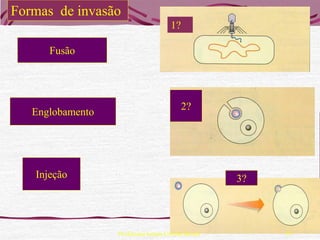 Formas de invasão
                                     1?

      Fusão




                                          2?
   Englobamento




   Injeção                                          3?




                  Professora Ionara Urrutia Moura        27
 