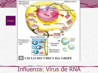 Fusão




        Influenza: Vírus de RNA
              Professora Ionara Urrutia Moura   29
 