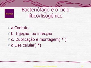 Bacteriófago e o ciclo
             lítico/lisogênico
Injeção




     a.Contato
     b. Injeção ou infecção
     c. Duplicação e montagem( * )
     d.Lise celular( *)




                Professora Ionara Urrutia Moura   30
 