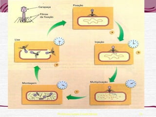 Professora Ionara Urrutia Moura   33
 