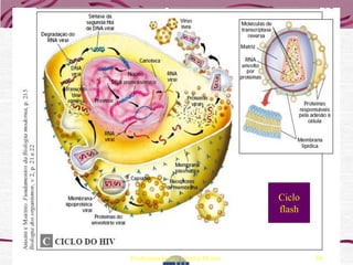 Ciclo
                                  flash



Professora Ionara Urrutia Moura           34
 