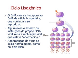 Ciclo Lisogênico
• O DNA viral se incorpora ao
DNA da célula hospedeira,
que continua a se
reproduzir.
• Algum evento externo ou
instruções do próprio DNA
viral inicia a replicação viral
que estava “adormecida.”
• A reprodução do vírus se
inicia normalmente, como
no ciclo lítico.
 