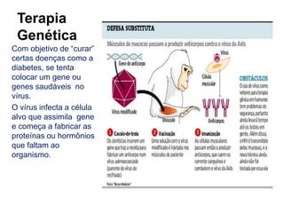 Terapia
Genética
Com objetivo de “curar”
certas doenças como a
diabetes, se tenta
colocar um gene ou
genes saudáveis no
vírus.
O vírus infecta a célula
alvo que assimila gene
e começa a fabricar as
proteínas ou hormônios
que faltam ao
organismo.
 