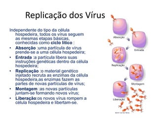 Replicação dos Vírus
Independente do tipo da célula
hospedeira, todos os vírus seguem
as mesmas etapas básicas,
conhecidas como ciclo lítico :
• Absorção :uma partícula de vírus
prende-se a uma célula hospedeira;
• Entrada :a partícula libera suas
instruções genéticas dentro da célula
hospedeira;
• Replicação :o material genético
injetado recruta as enzimas da célula
hospedeira,as enzimas fazem as
partes de novas partículas de vírus;
• Montagem :as novas partículas
juntam-se formando novos vírus;
• Liberação:os novos vírus rompem a
célula hospedeira e libertam-se.
 