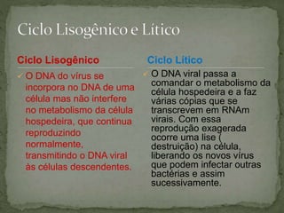 Ciclo Lisogênico
 O DNA do vírus se
incorpora no DNA de uma
célula mas não interfere
no metabolismo da célula
hospedeira, que continua
reproduzindo
normalmente,
transmitindo o DNA viral
às células descendentes.
Ciclo Lítico
 O DNA viral passa a
comandar o metabolismo da
célula hospedeira e a faz
várias cópias que se
transcrevem em RNAm
virais. Com essa
reprodução exagerada
ocorre uma lise (
destruição) na célula,
liberando os novos vírus
que podem infectar outras
bactérias e assim
sucessivamente.
 