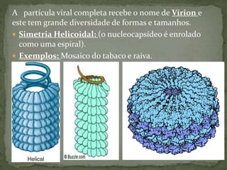A partícula viral completa recebe o nome de Vírion e
este tem grande diversidade de formas e tamanhos.
 Simetria Helicoidal: (o nucleocapsídeo é enrolado
como uma espiral).
 Exemplos: Mosaico do tabaco e raiva.
 