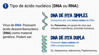 1
1 Tipo de ácido nucleico (DNA ou RNA):
Composto por uma única cadeia de DNA.
Possuem duas cadeias de
DNA complementares.
Ex: Parvovírus, um grupo de vírus que
infectam mamíferos, incluindo humanos.
Ex: Herpesvírus, Adenovírus, Papilomavírus.
DNA DE FITA SIMPLES
DNA DE FITA SIMPLES
DNA DE FITA DUPLA
DNA DE FITA DUPLA
Vírus de DNA: Possuem
ácido desoxirribonucleico
(DNA) como material
genético. Podem ser:
 